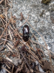 Prismognathus davidis cheni