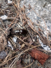 Prismognathus davidis cheni