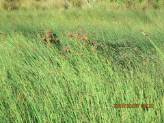 Juncus kraussii