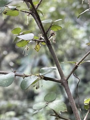 Coprosma rhamnoides
