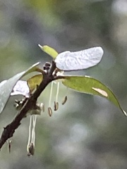 Coprosma rhamnoides