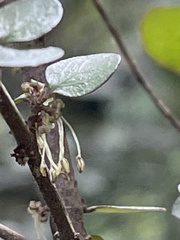Coprosma rhamnoides