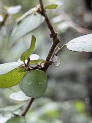 Coprosma rhamnoides