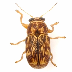 Pachybrachis brevicornis