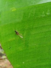 Diptera