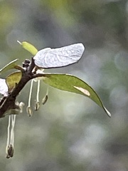 Coprosma rhamnoides