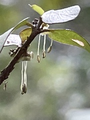 Coprosma rhamnoides