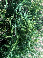 Maireana microphylla
