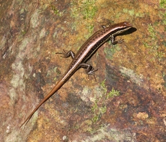 Sphenomorphus maculatus