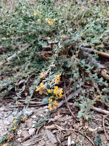 Image of Acmispon decumbens by (c) Alexander Wentworth, some rights reserved (CC BY)
