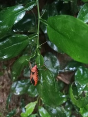 Probergrothius sanguinolens