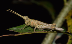 Allotriusia luteipennis