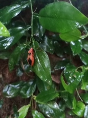 Probergrothius sanguinolens