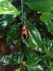 Probergrothius sanguinolens