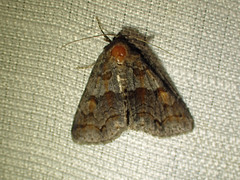 Zale duplicata