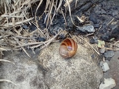 Cornu aspersum