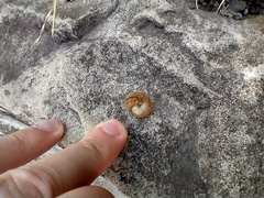 Cornu aspersum