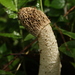 Phallus dongsun - Photo (c) madhavan a.p, some rights reserved (CC BY), uploaded by madhavan a.p