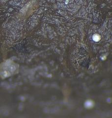 Podospora excentrica