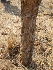 Ormocarpum trichocarpum