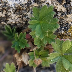 Potentilla rimicola