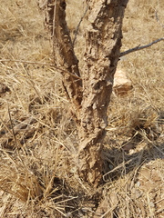 Ormocarpum trichocarpum