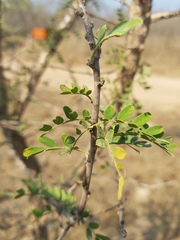 Ormocarpum trichocarpum