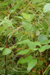 Urtica galeopsifolia