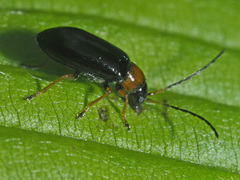 Luperus luperus