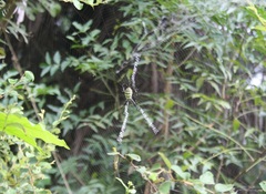 Argiope aemula