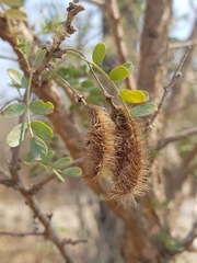 Ormocarpum trichocarpum