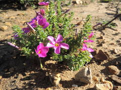Oxalis hirta hirta