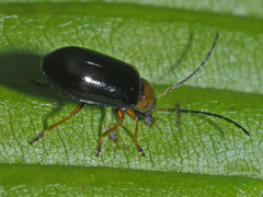 Luperus luperus