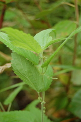 Urtica galeopsifolia