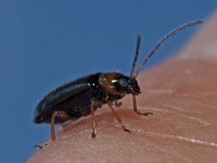 Luperus luperus