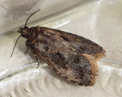 Cryptaspasma sordida
