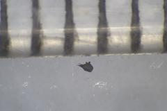 Podospora excentrica