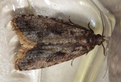 Cryptaspasma sordida