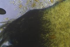 Podospora excentrica