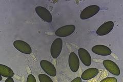 Podospora excentrica