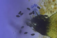 Podospora excentrica