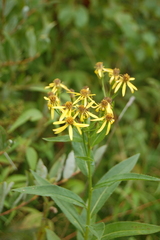 Senecio nemorensis