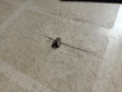 Lepidoptera