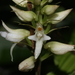 Tropidia angulosa - Photo (c) madhavan a.p,  זכויות יוצרים חלקיות (CC BY), הועלה על ידי madhavan a.p