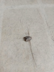 Lepidoptera