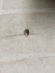 Lepidoptera