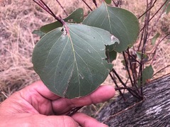 Eucalyptus populnea