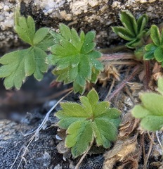 Potentilla rimicola