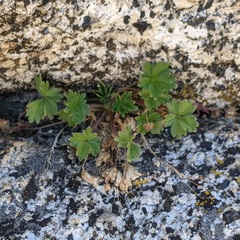 Potentilla rimicola