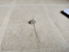 Lepidoptera